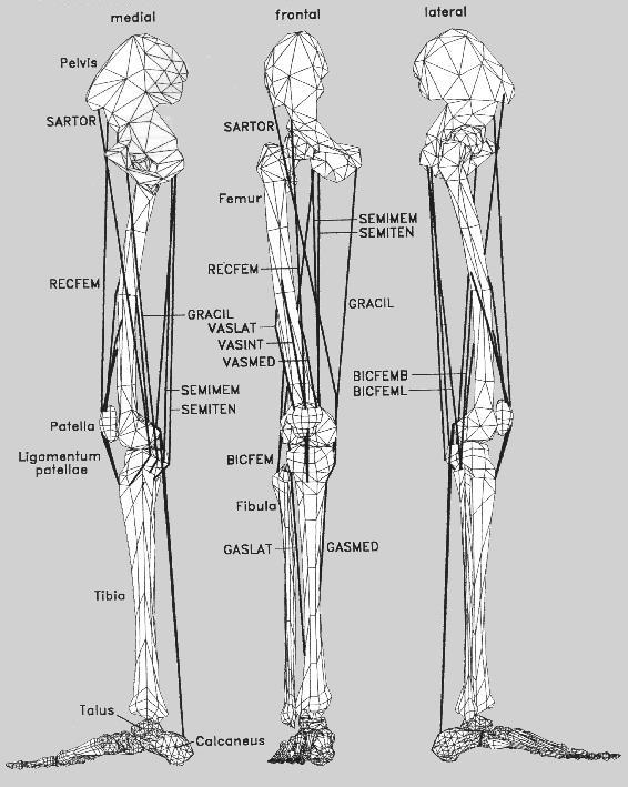 muscles of leg. the leg muscles (compiled